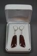 Rose Red Agatized Dinosaur Bone Earrings #5249-1